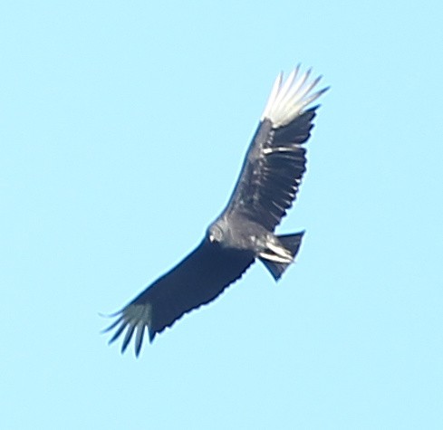 Black Vulture - ML618132462