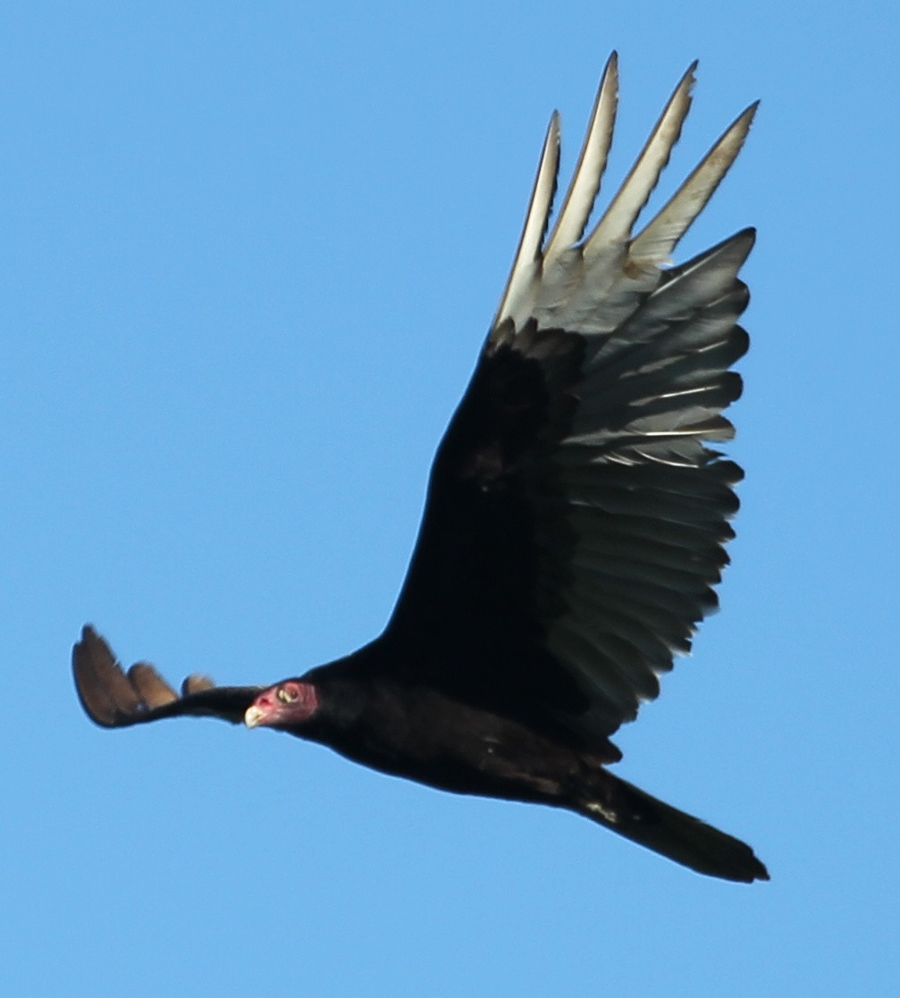 Turkey Vulture - ML618132465