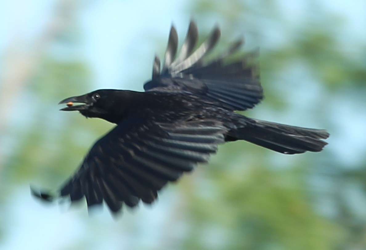 American Crow - sicloot