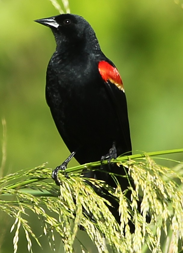 Red-winged Blackbird - ML618132494