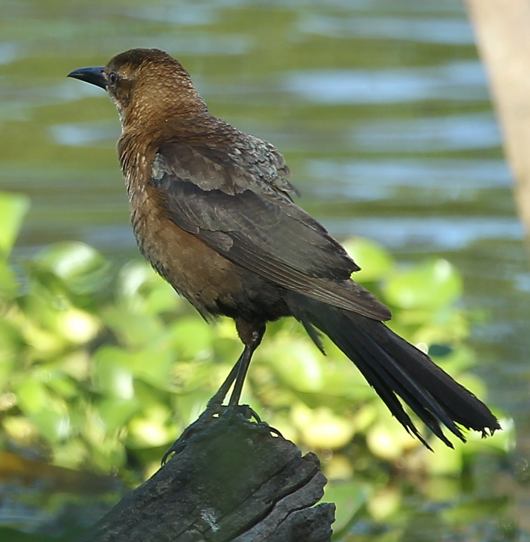 Boat-tailed/Great-tailed Grackle - sicloot