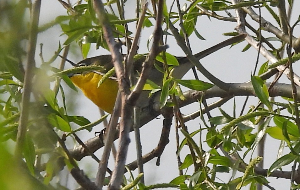 Yellow-breasted Chat - Jean Iron