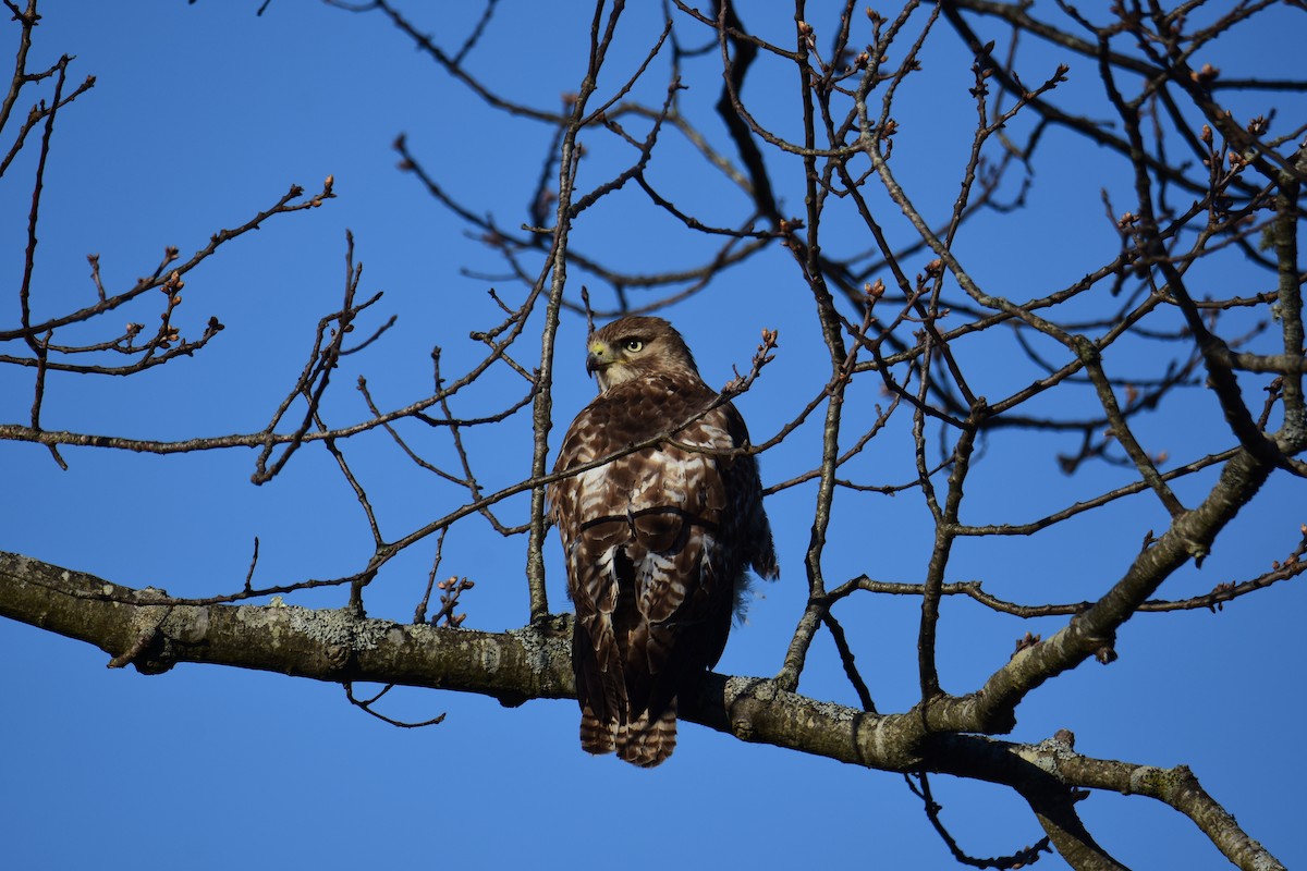 Red-tailed Hawk - ML618132506