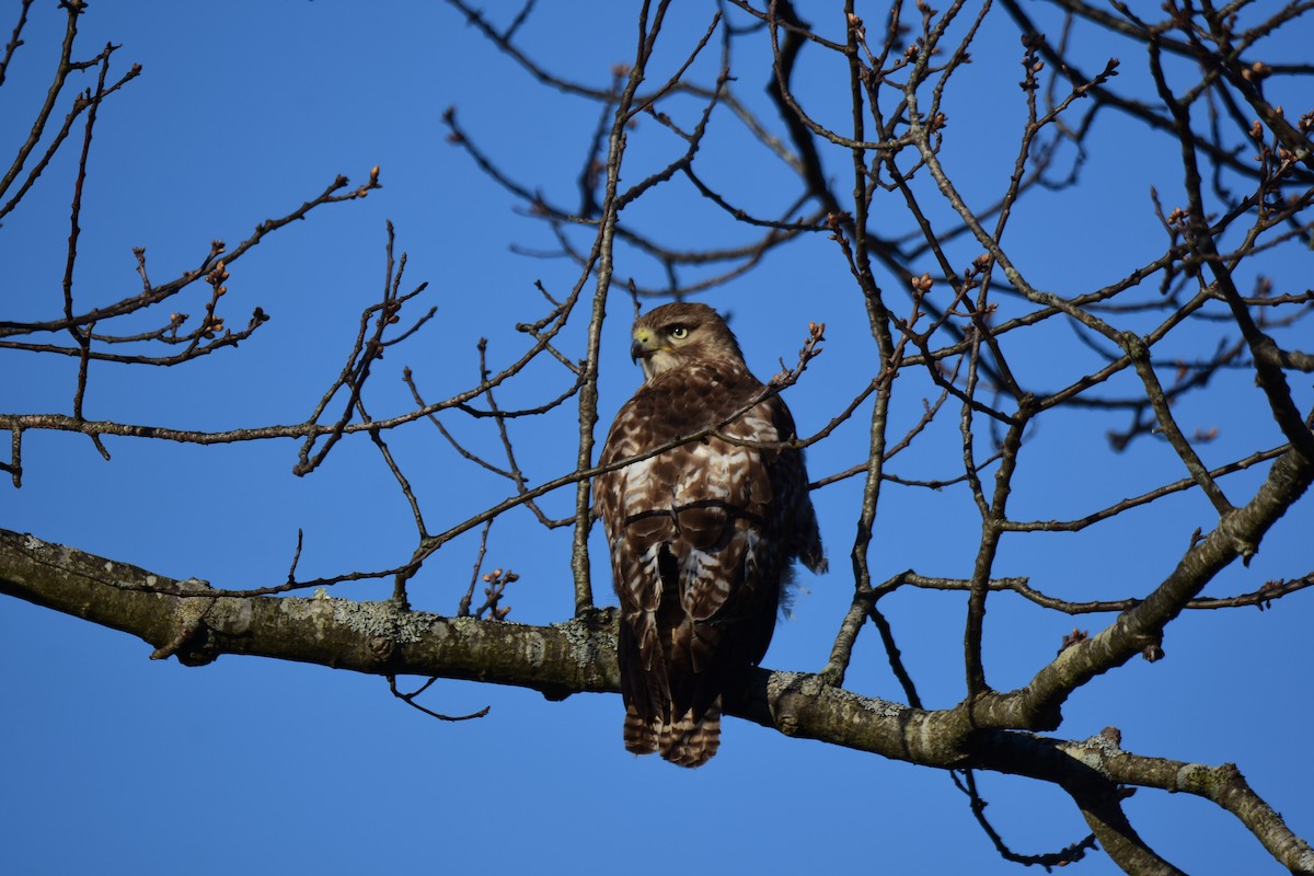Red-tailed Hawk - ML618132507