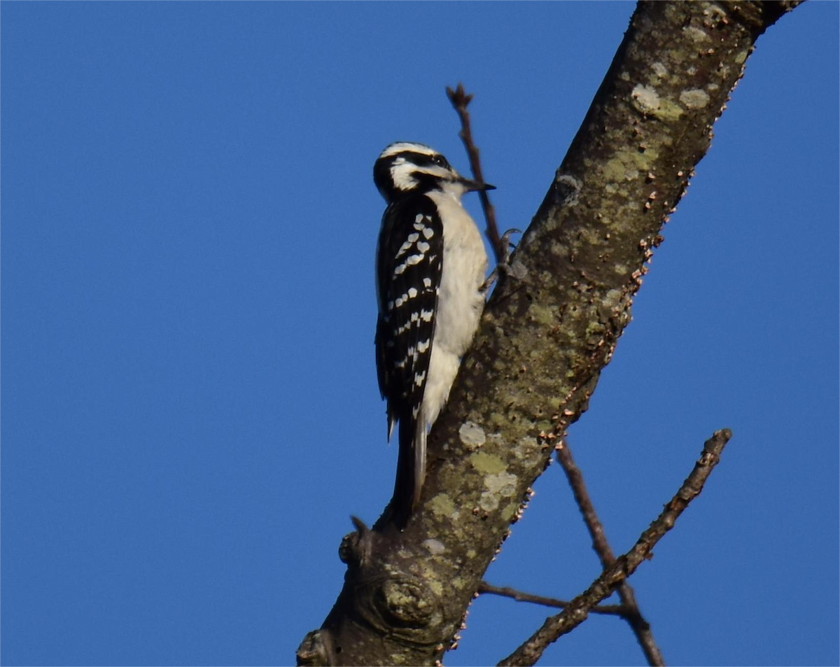 Hairy Woodpecker - ML618132534