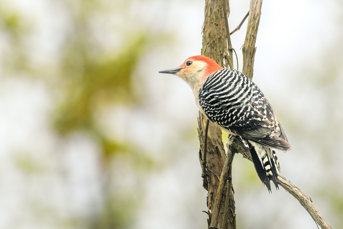 Red-bellied Woodpecker - Collin Porter
