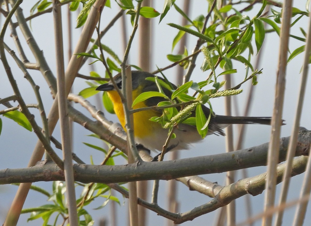 Yellow-breasted Chat - ML618132599