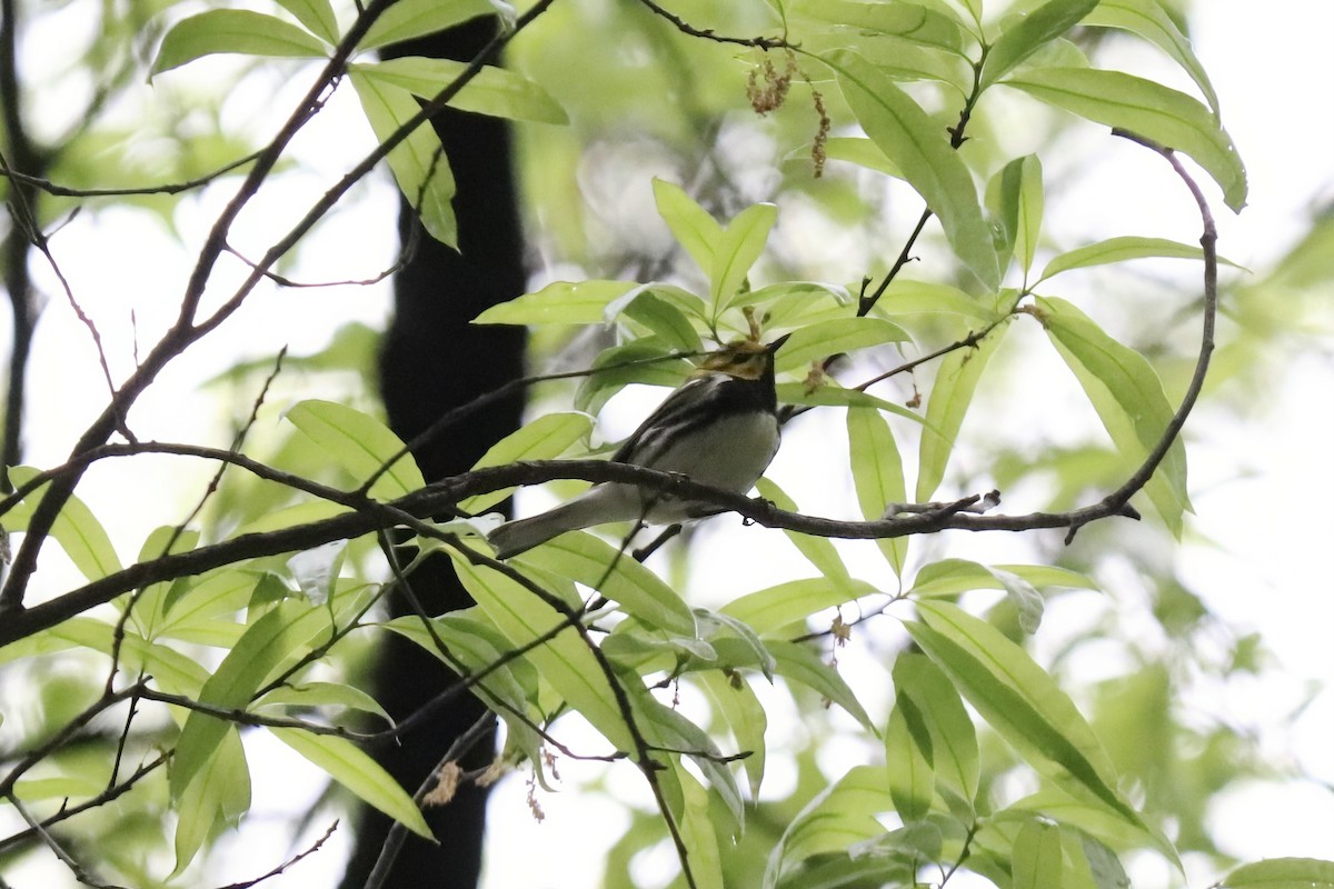Black-throated Green Warbler - RIIO LU