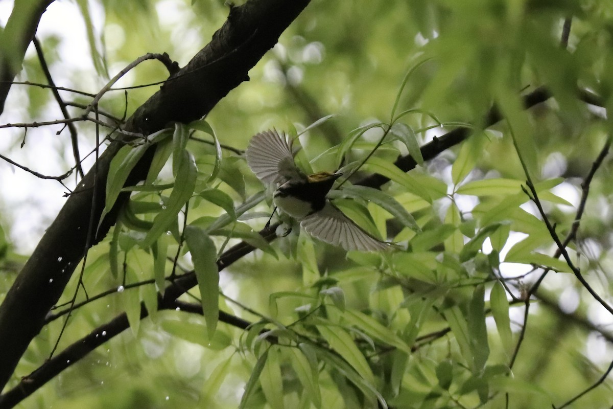 Black-throated Green Warbler - RIIO LU