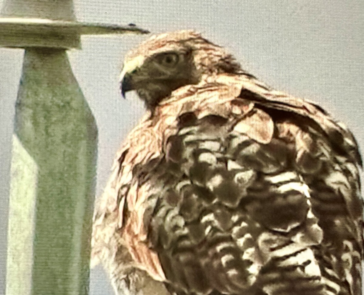 Red-tailed Hawk - Darchelle Worley
