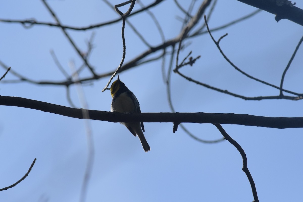 Black-throated Green Warbler - Kazumi Ohira