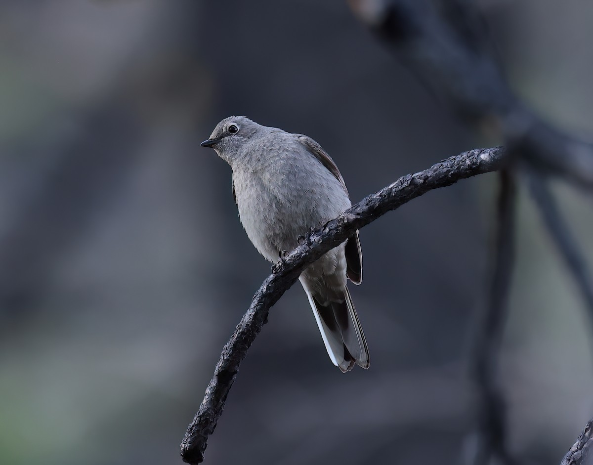 Townsend's Solitaire - ML618132681