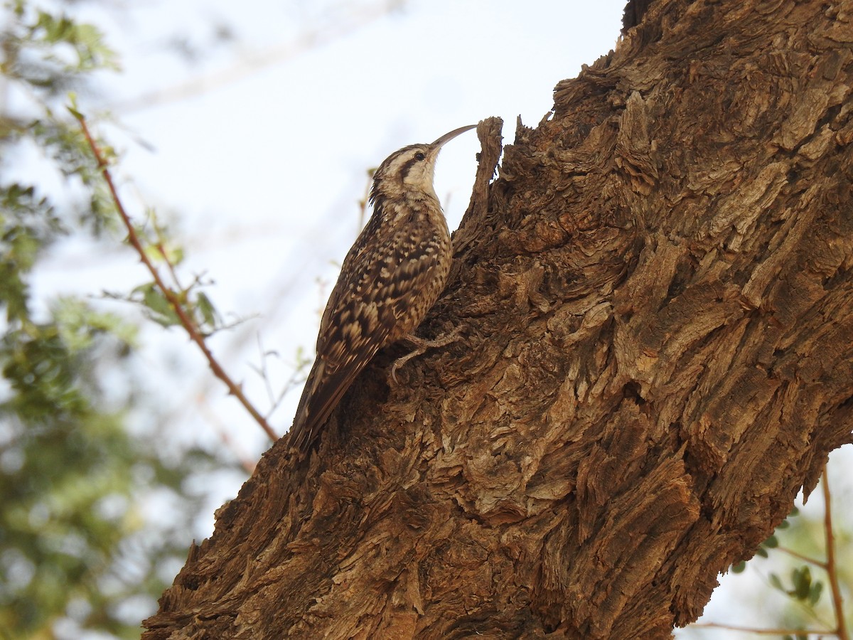 Indian Spotted Creeper - ML618132705