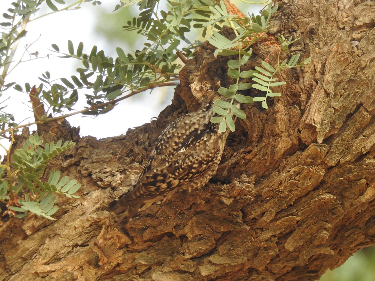 Indian Spotted Creeper - ML618132706