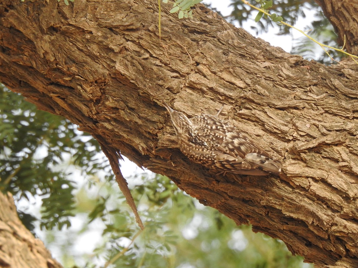 Indian Spotted Creeper - ML618132707