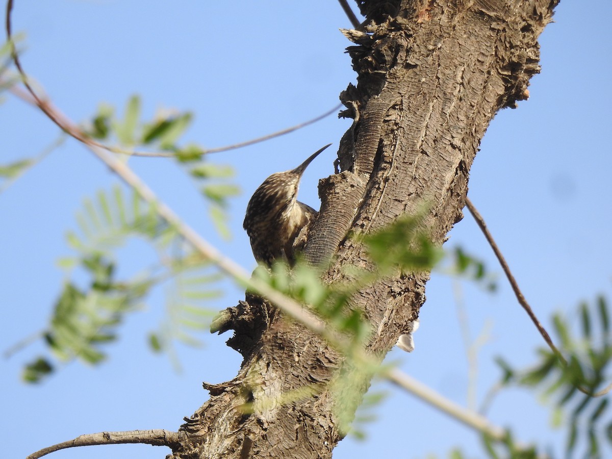 Indian Spotted Creeper - ML618132711