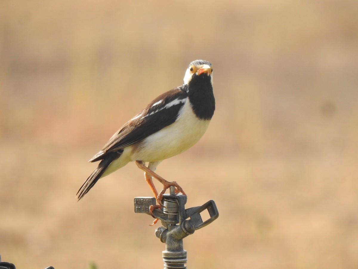 Indian Pied Starling - ML618132725