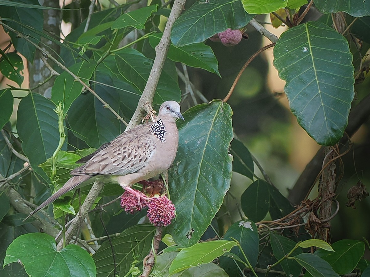 Spotted Dove - Kamin Kamani