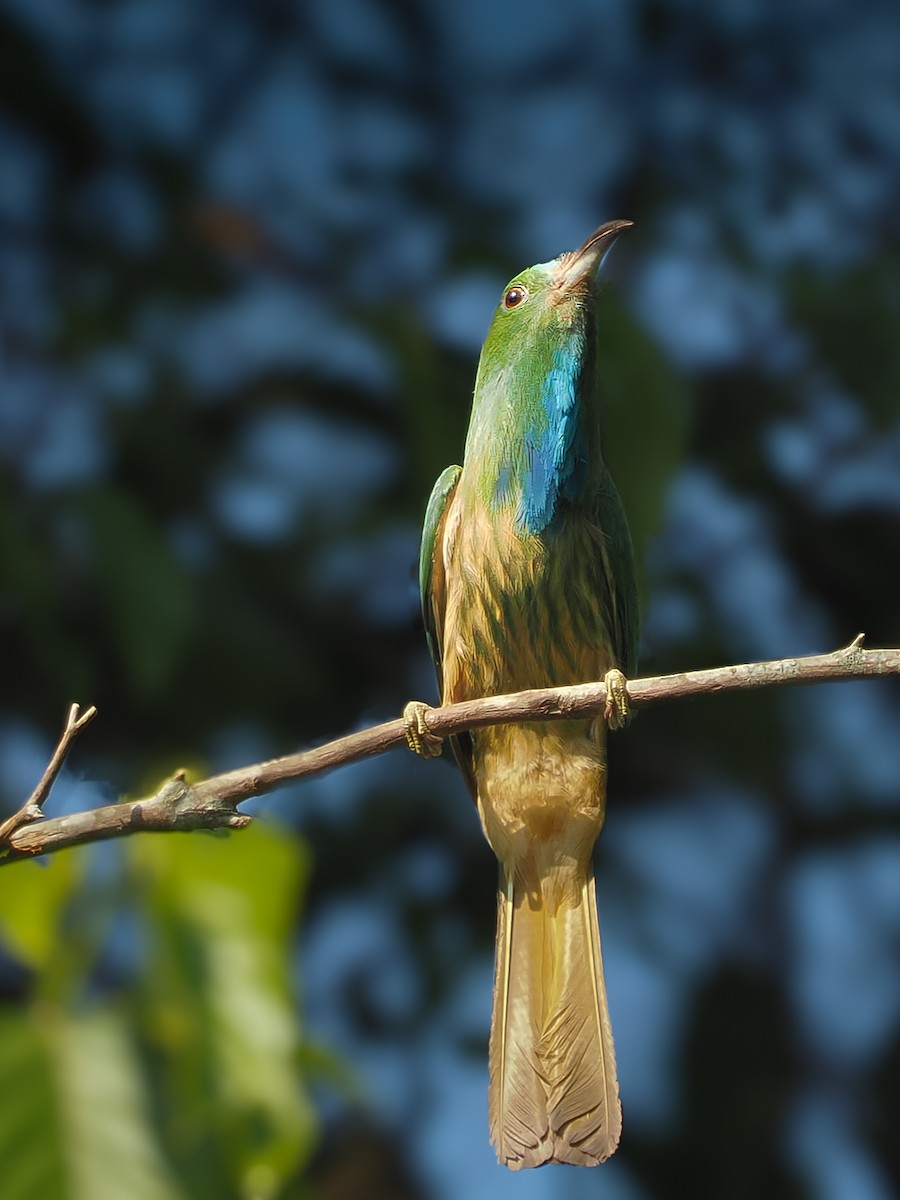 Blue-bearded Bee-eater - Kamin Kamani