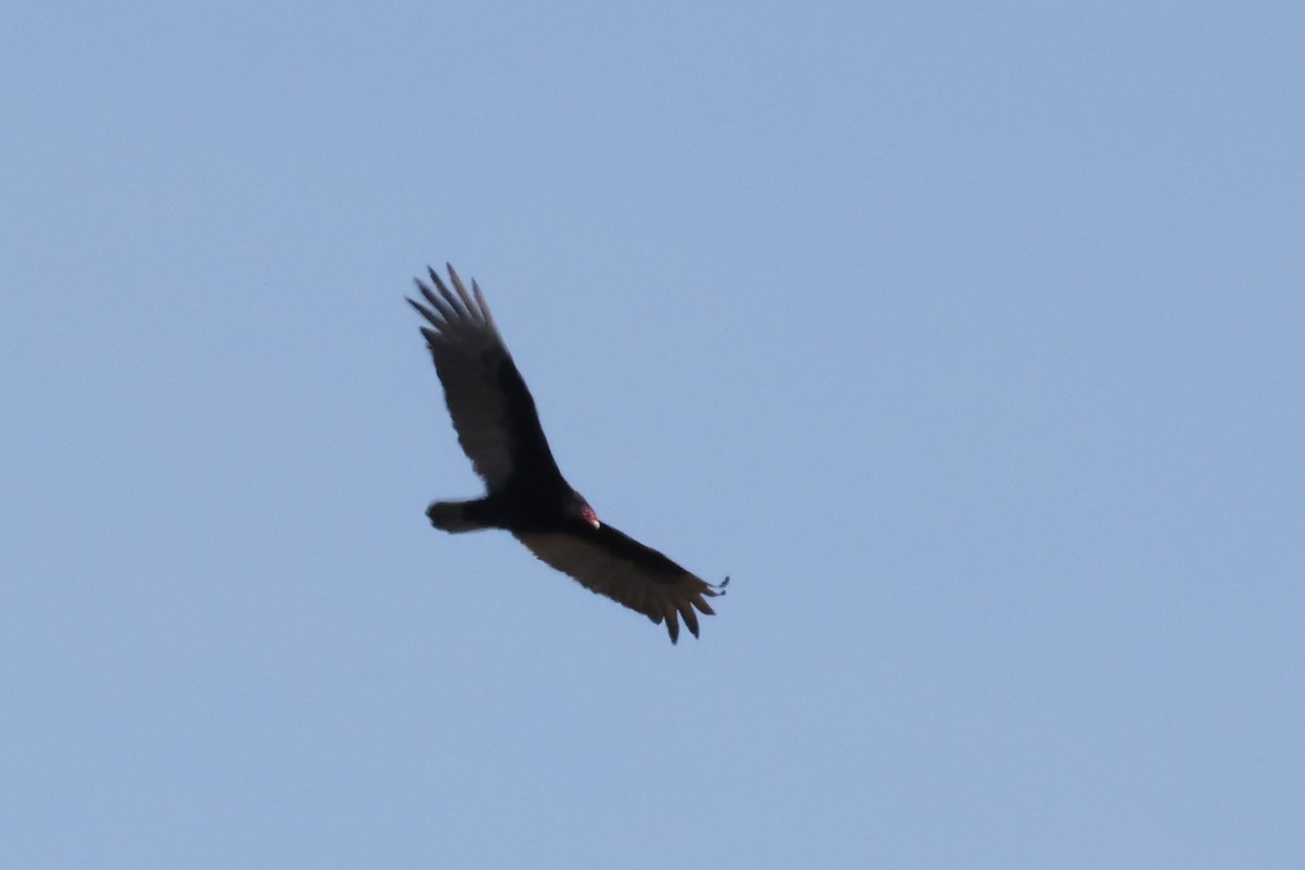 Turkey Vulture - ML618132828