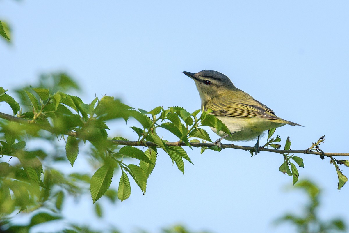 Red-eyed Vireo - Collin Porter