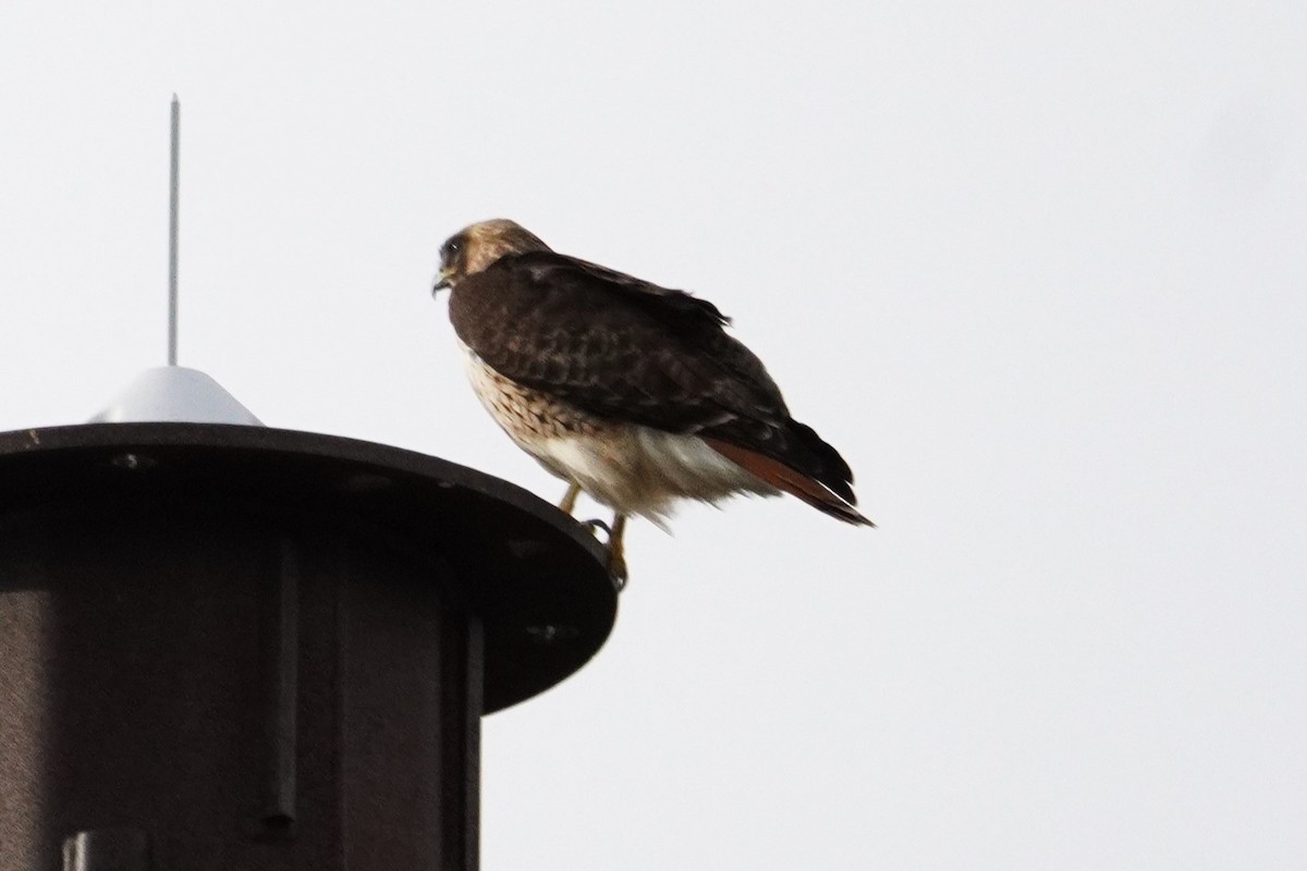 Red-tailed Hawk - ML618132841