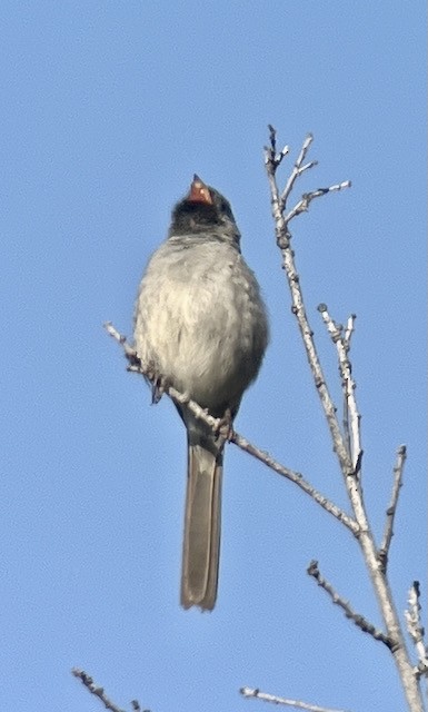 Black-chinned Sparrow - Jeri Langham