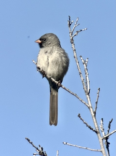 Black-chinned Sparrow - Jeri Langham