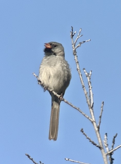 Black-chinned Sparrow - ML618132873