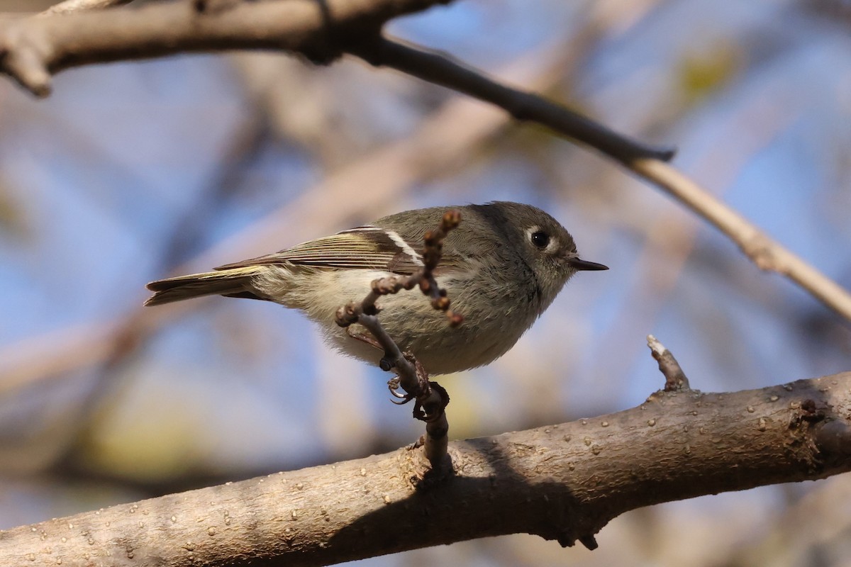 Ruby-crowned Kinglet - Michael Gallo