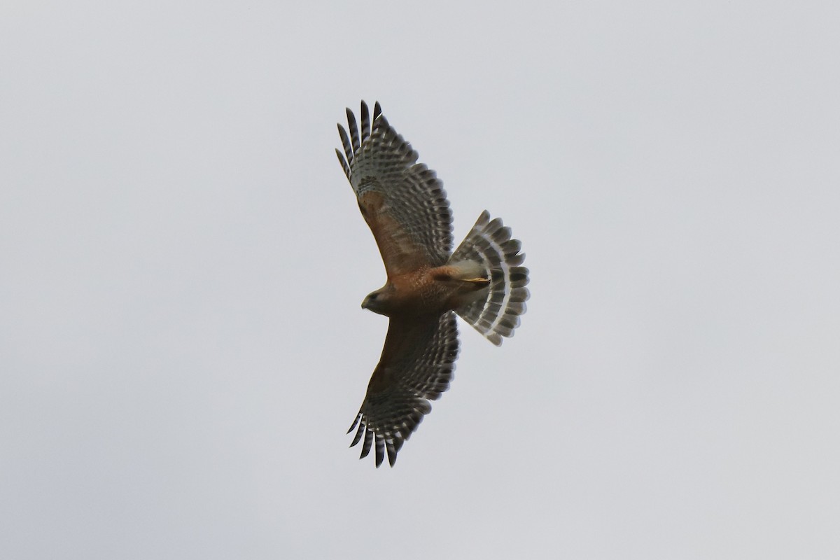 Red-shouldered Hawk - RIIO LU