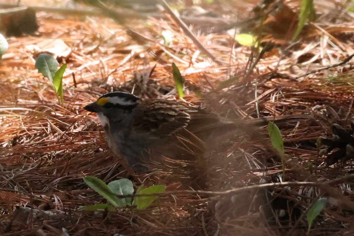 White-throated Sparrow - Michael Gallo