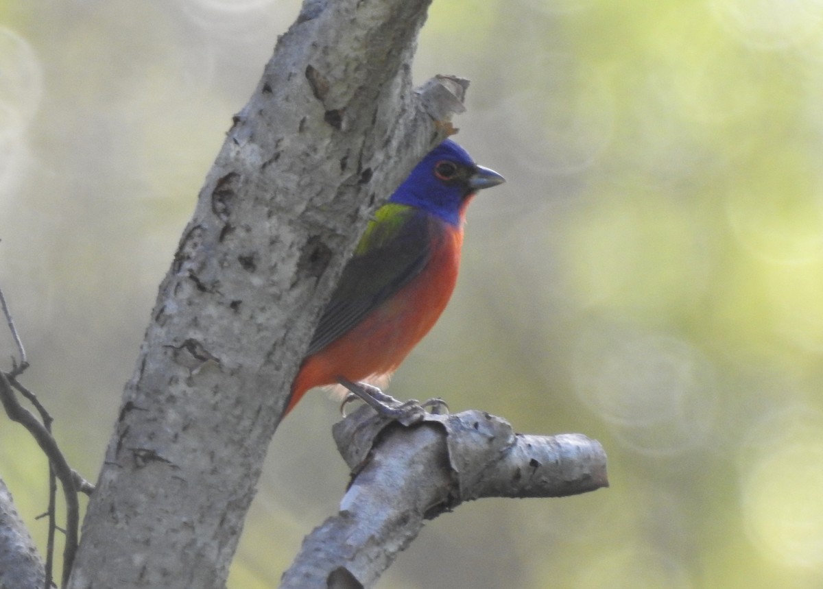Painted Bunting - ML618132920