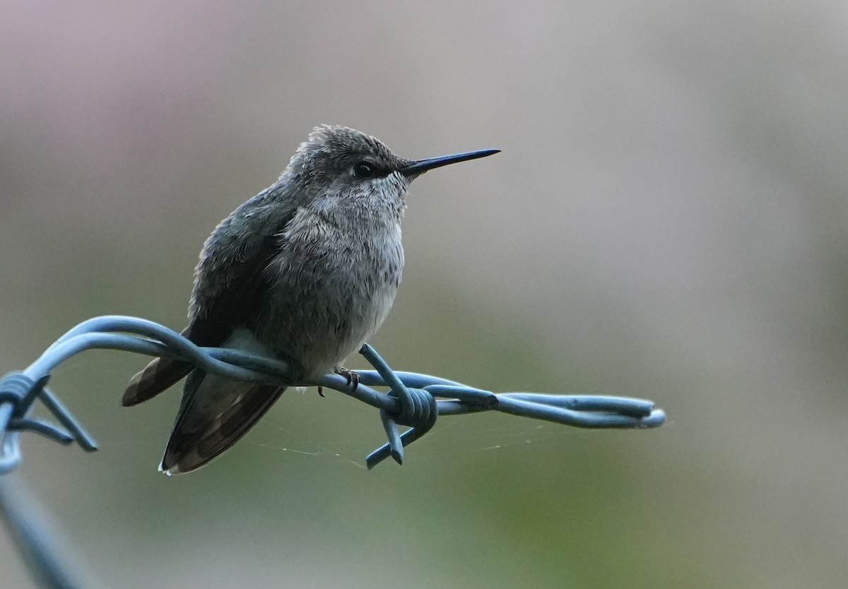 Anna's Hummingbird - ML618132939