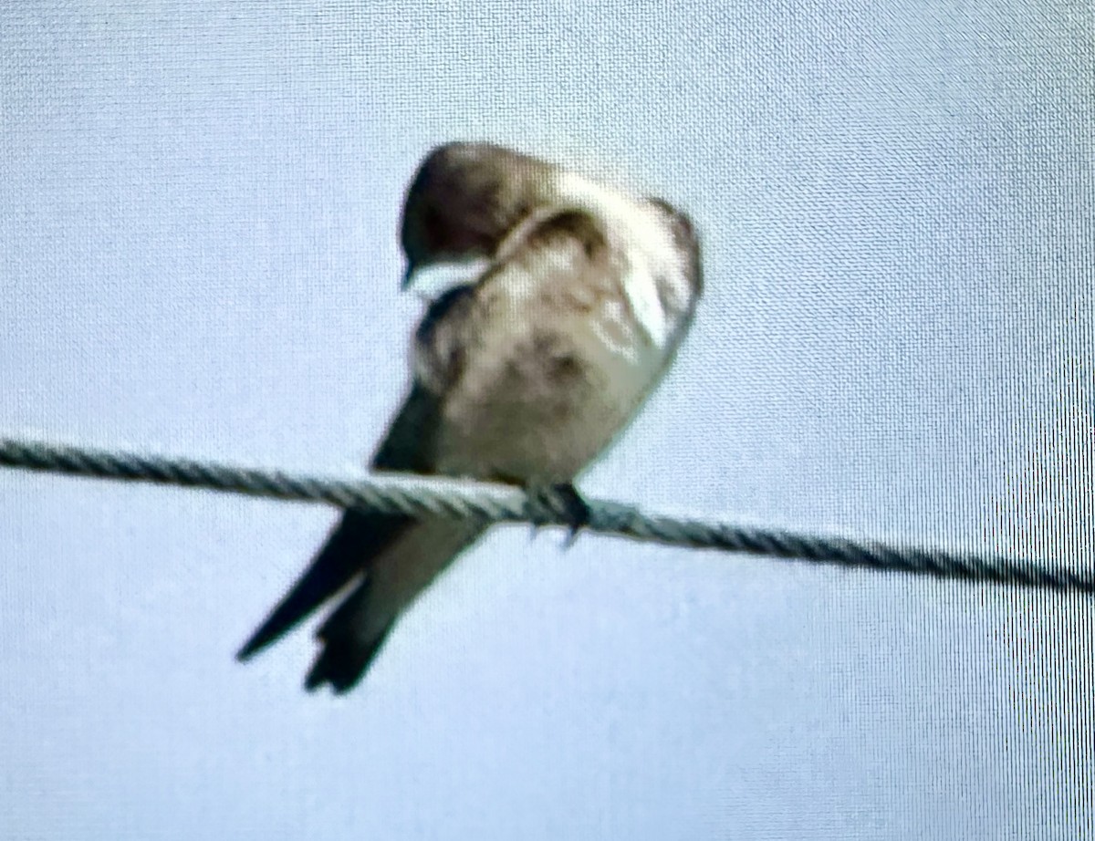 Northern Rough-winged Swallow - ML618132989