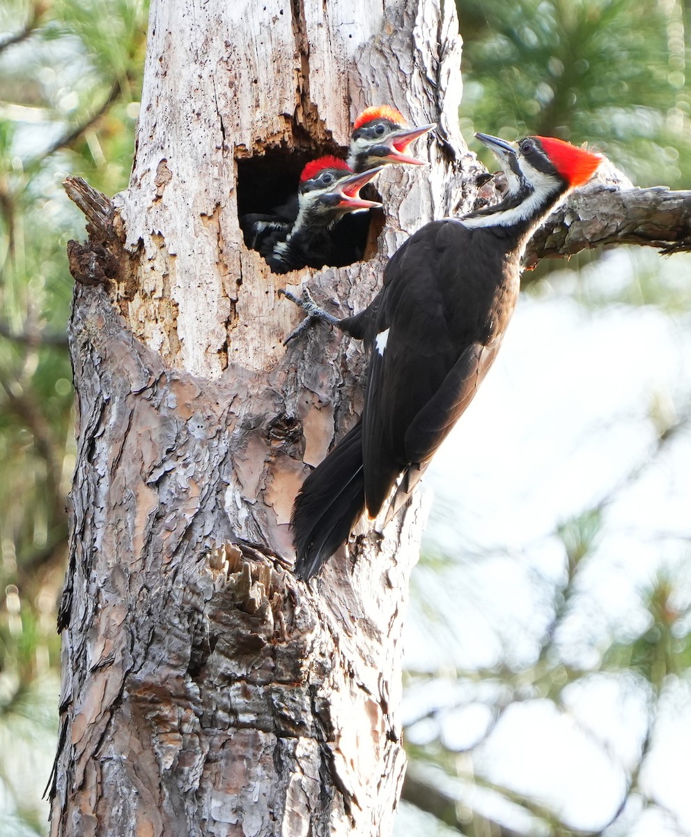 Pileated Woodpecker - Dave Bowman
