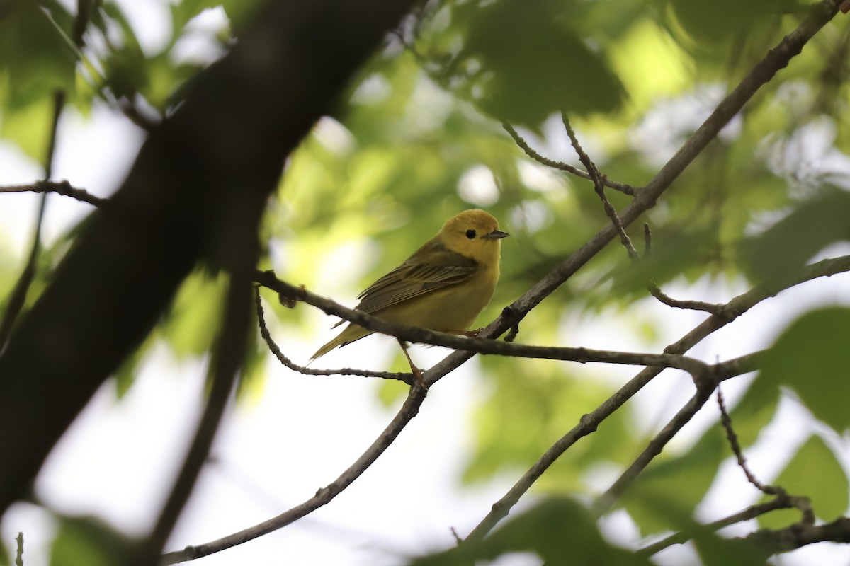 Yellow Warbler (Northern) - RIIO LU