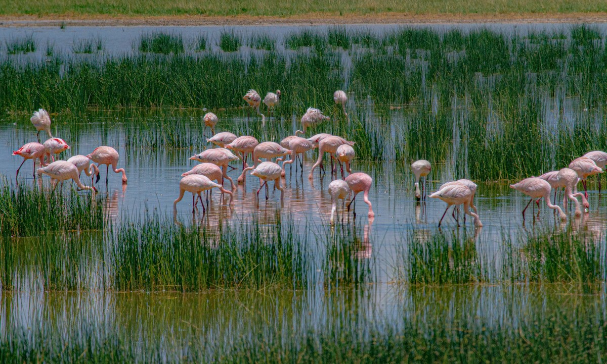 Lesser Flamingo - Elena Kreuzberg