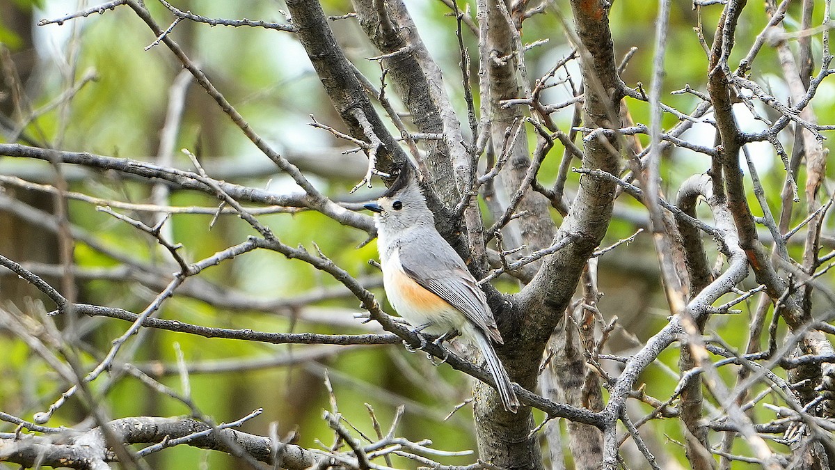 Black-crested Titmouse - Victor Bailey