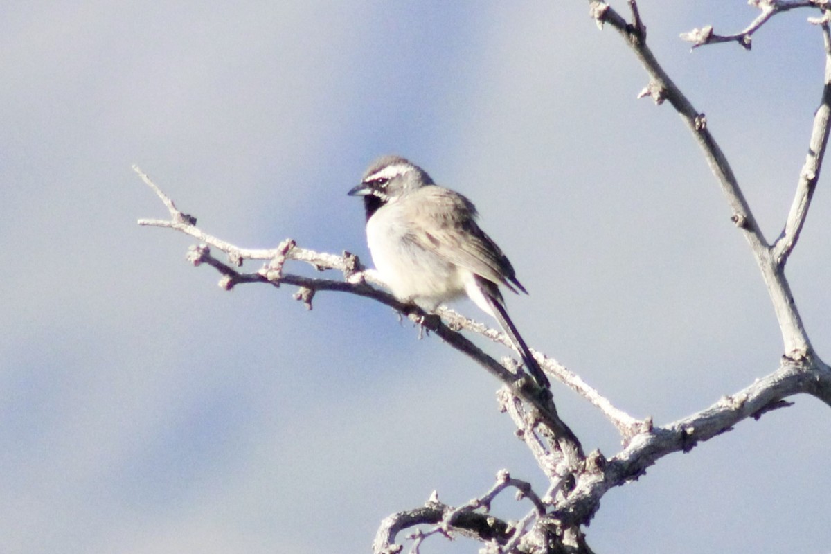 Black-throated Sparrow - ML618133049