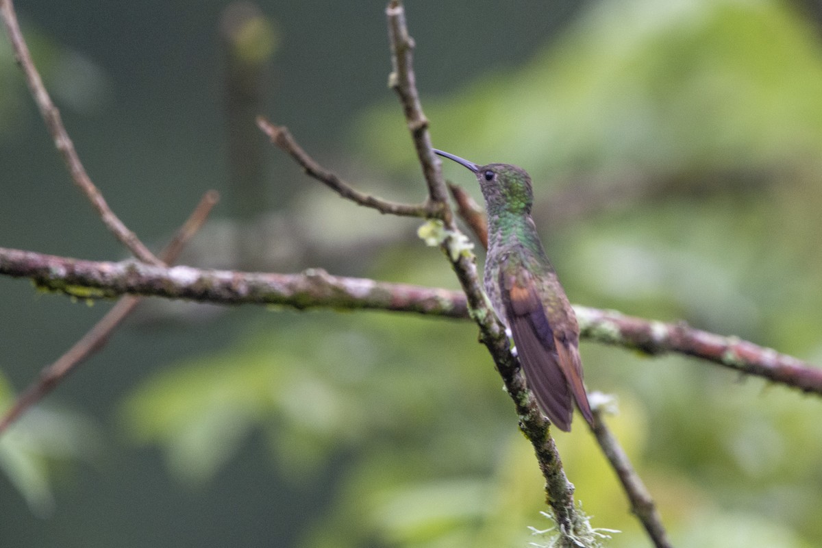 Berylline Hummingbird - ML618133065