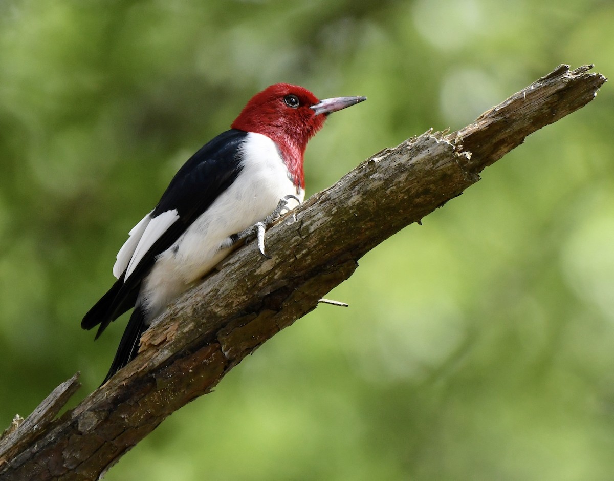 Red-headed Woodpecker - Marie Lehmann