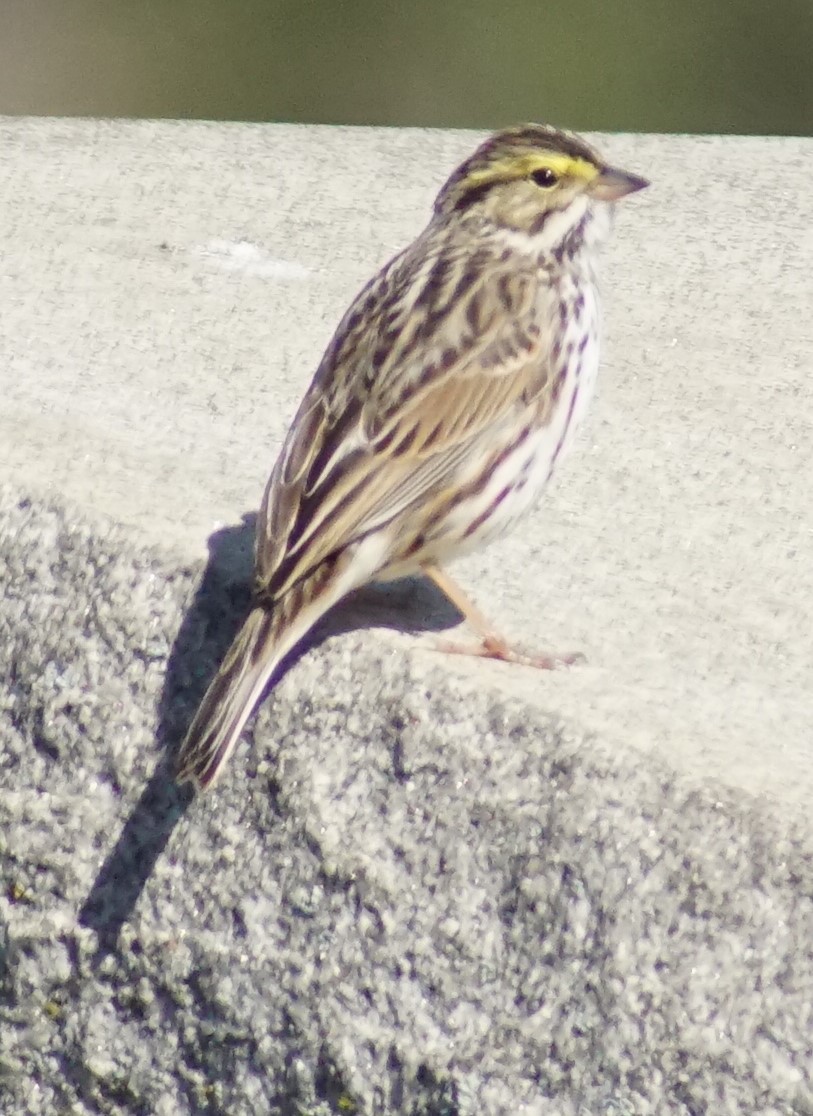 Savannah Sparrow - ML618133078