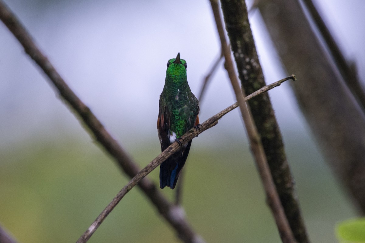 Blue-tailed Hummingbird - ML618133079