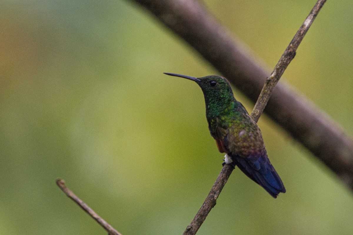 Blue-tailed Hummingbird - ML618133080