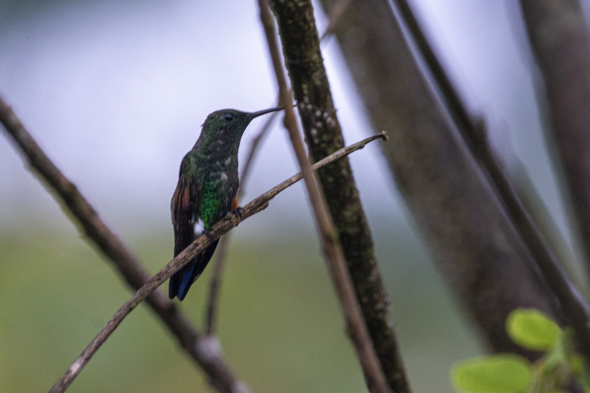 Blue-tailed Hummingbird - Francisco Dubón