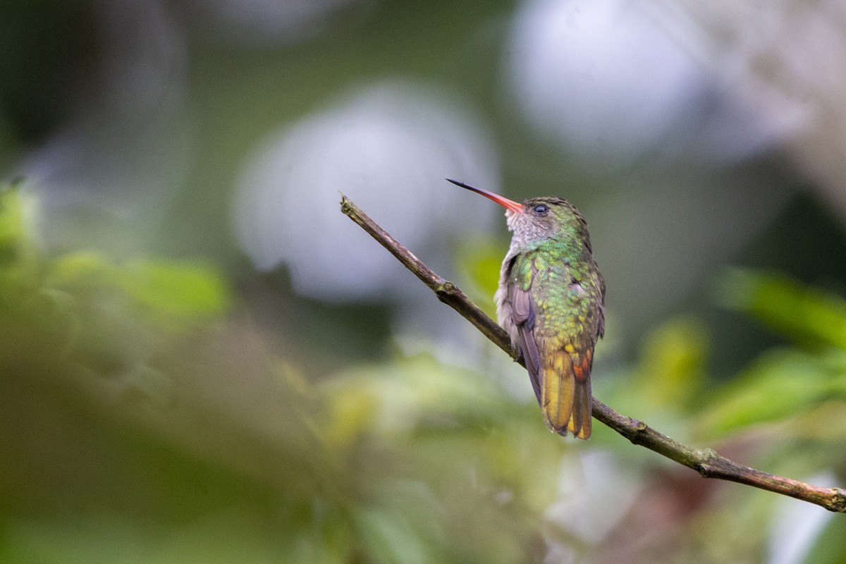 kolibřík zlatoocasý - ML618133098