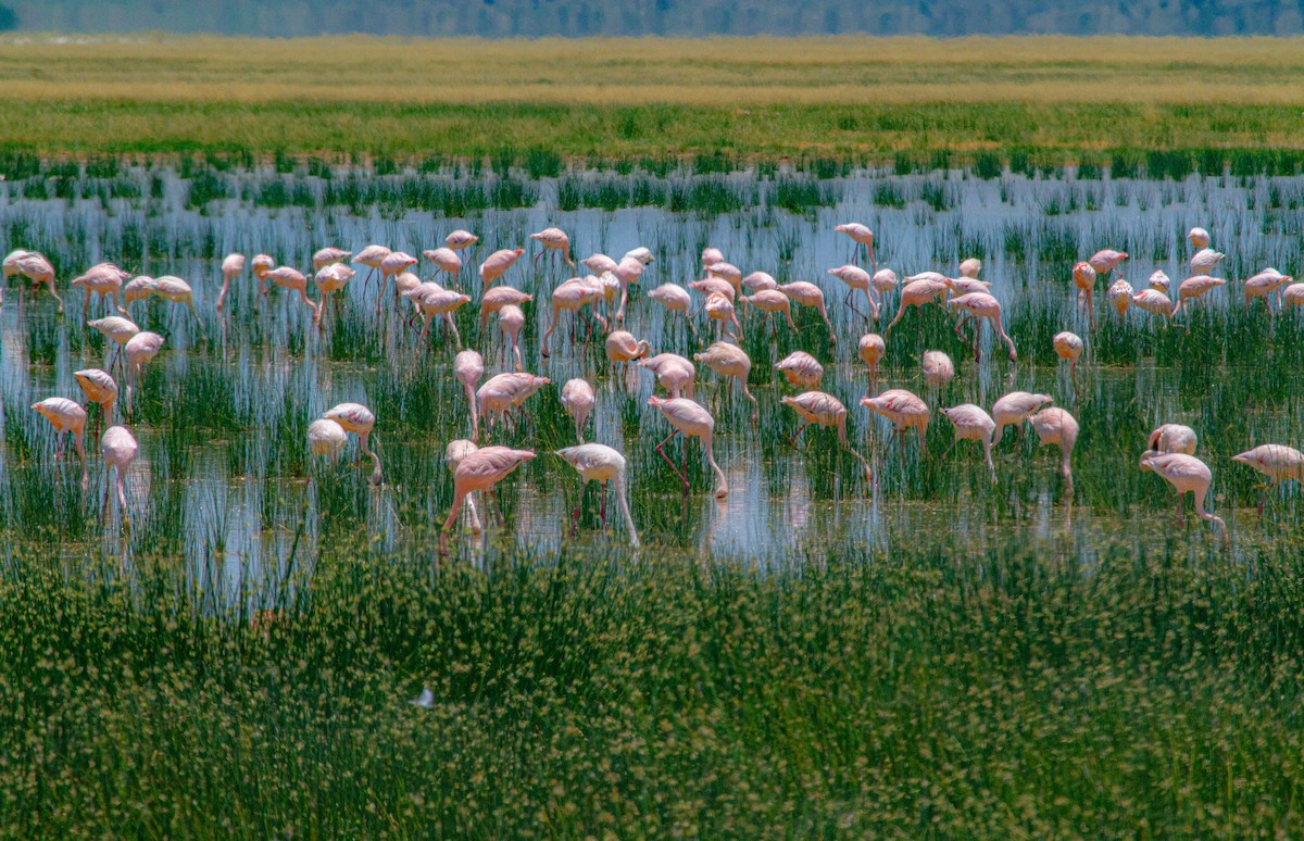 Lesser Flamingo - Elena Kreuzberg