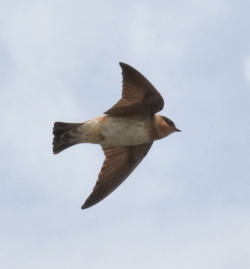 Cave Swallow - ML618133102
