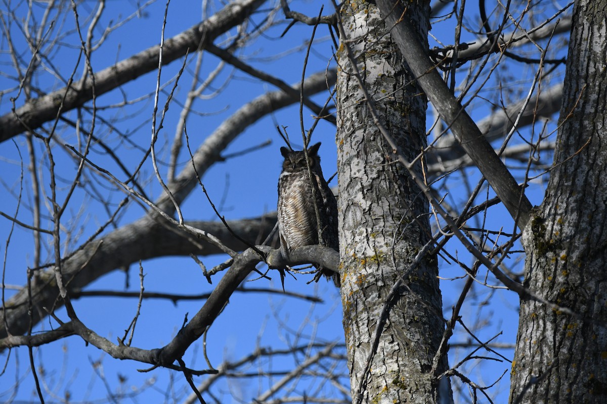 Great Horned Owl - jean pierre machet